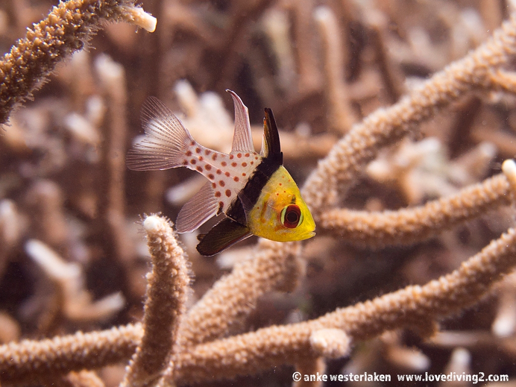 A tiny cardinal fish hiding between the branches of a hard coral