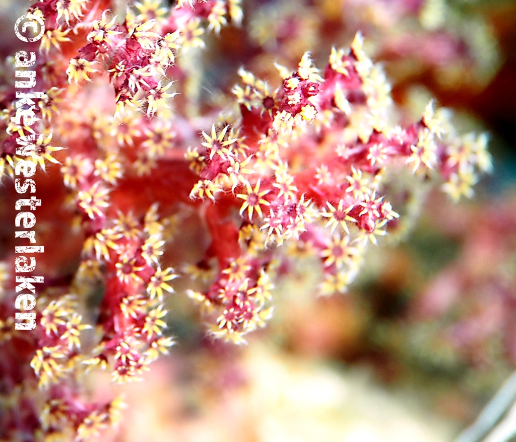 The flowers red-white soft coral