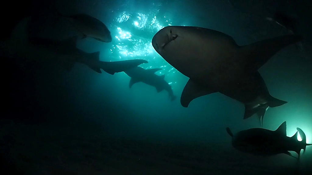 Nurse sharks on a night dive in the Maldives