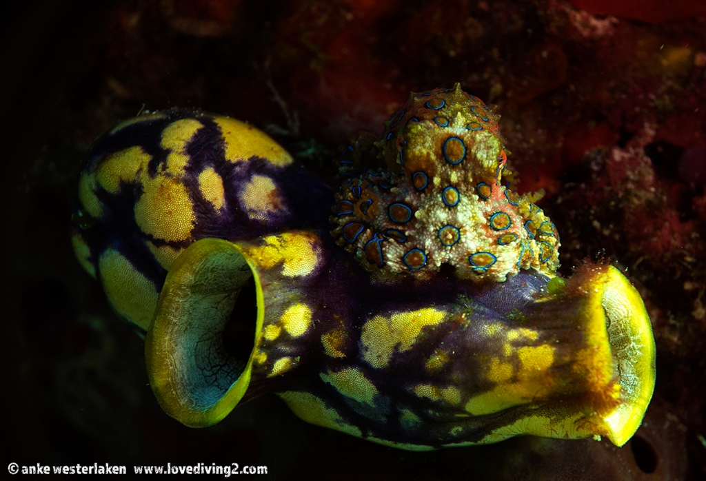 A tiny blue ringed octopus on its sea squirt throne