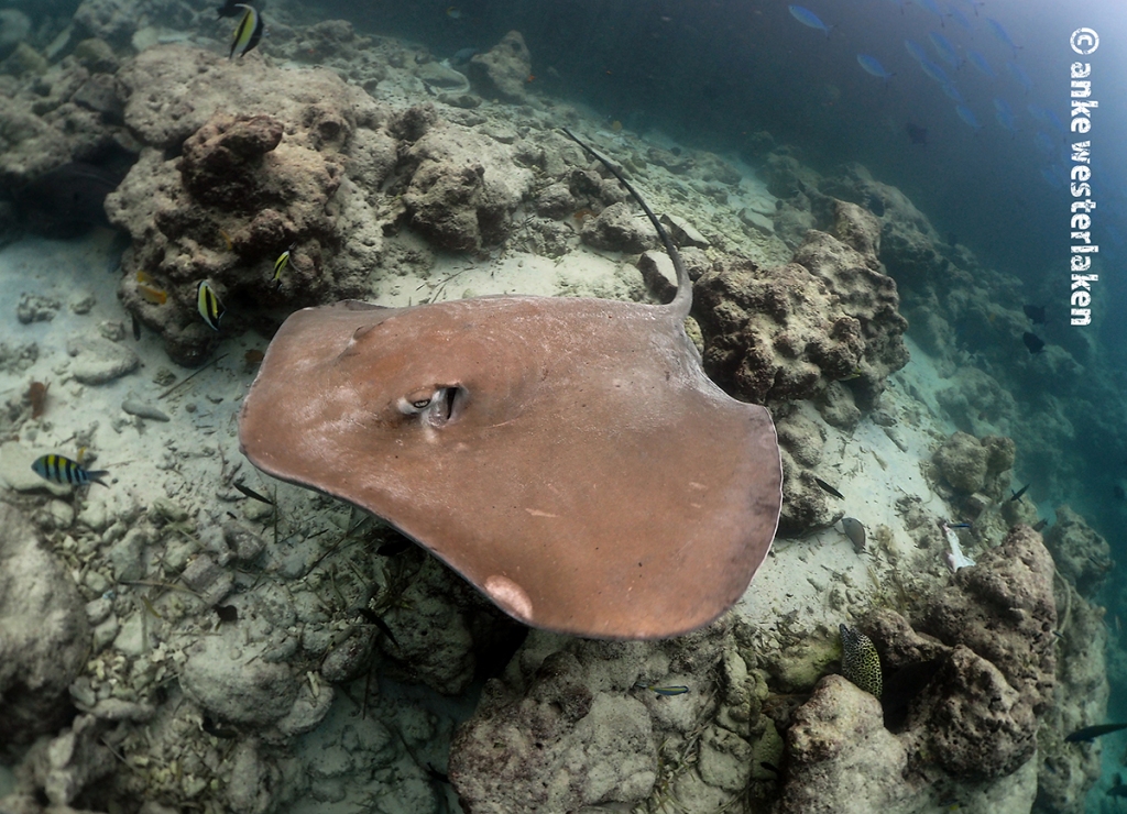 a pink whip ray swimming just above the sea floor