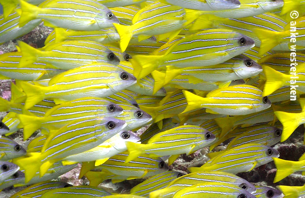 Blue lines snappers usually swim in a dense school